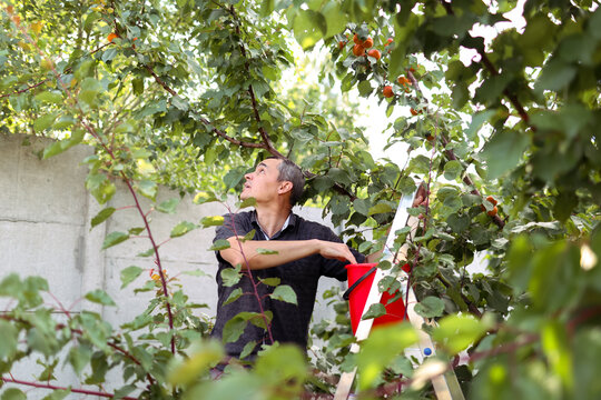A man is picking fruits
