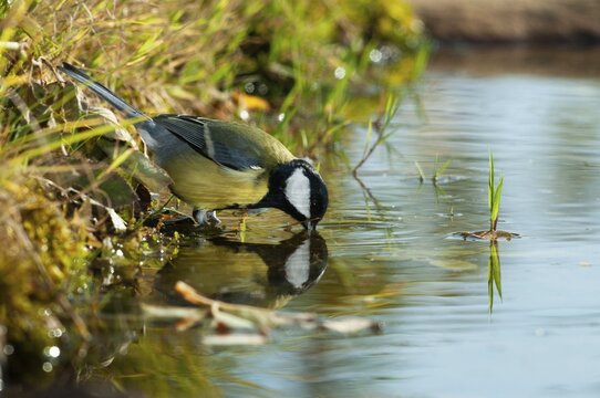 Great tit, great tit, parus major, bath, bird bath, birds, tit, passeri, songbirds, songbirds, tits, potions, birdbath, birds, watering place