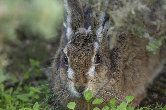 European brown hare (Lepus europaeus) adult animal resting in grassland, England, United Kingdom