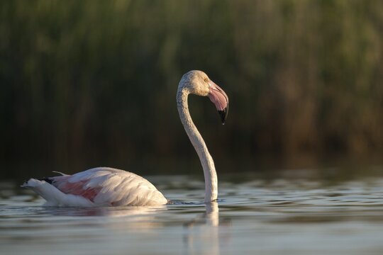 Afro-Asian Greater Flamingo, Eurasian Flamingo, European Flamingo, Granelli, Greater Flamingo, Italy, Pantano Cuba Lagoon, Pantani Cuba and Longarini, Phoenicopterus Roseus, Rosy Flamingo, Migratory Bird Sanctuary Pantani Cuba & Longarini, Birds, Ciconiiformes, Flamingo, Italy, Walking Birds, Sicily, Foundation per species diversity, stork birds, birds