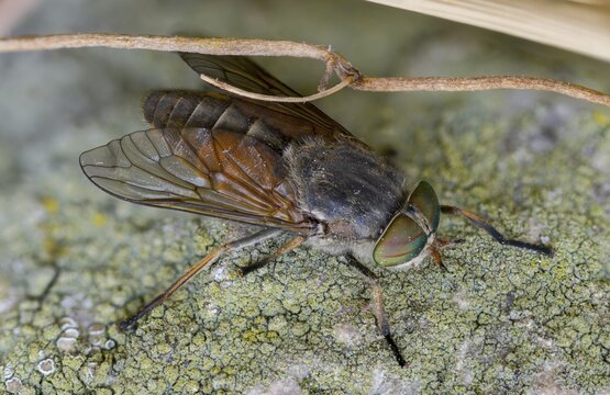 Brake spec., hybomitra spec., diptera, insects, two-winged birds
