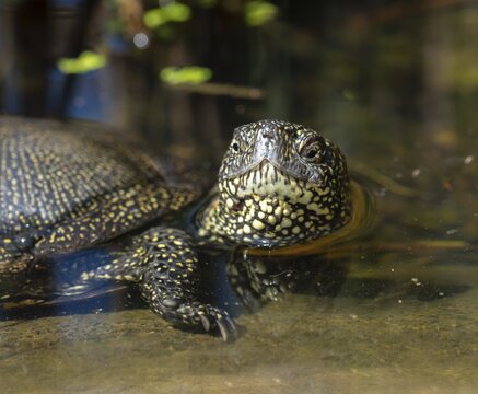 European Pond Tortoise, European Pond Turtle, European Swamp Turtle, Reptilia, Reptilia, Turtles, Turtles