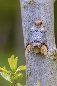 Buff tip, moonspot, moonbird, phalera bucephala, high size, portrait format, insects, moths, moths, butterflies