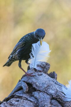 Star, Starling, Sturnus Vulgaris, Birds, Feather, High Size, Portrait, Nest Building, Nest Building, Passeri, Songbirds, Birds