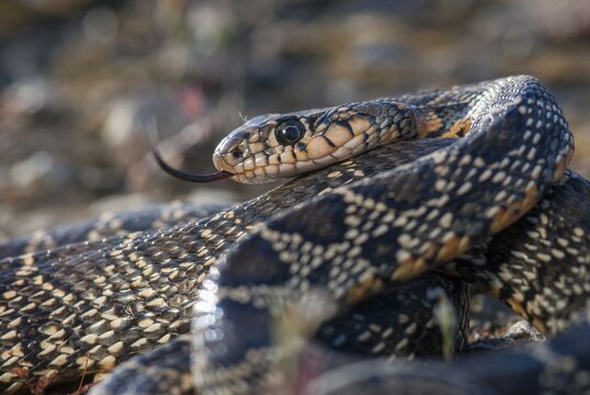 Coluber Hippocrepis, Hemorrhois Hippocrepis, Horseshoe Snake, Horseshoe Snake, Critters, Extremadura, Horseshoe Whip Snake, Reptilia, Reptiles, Snakes, Spain
