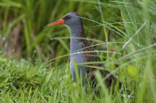 Rallus aquaticus, water rail, birds, gruiformes, cranes, rails, harrows, rallidae, birds, waterbirds, waterbirds, waterbirds