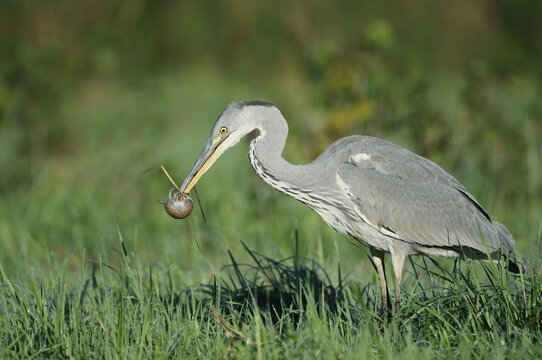 A grey heron (Ardea cinerea) stands in a meadow with a field mouse in its beak, North Rhine-Westphalia, Germany