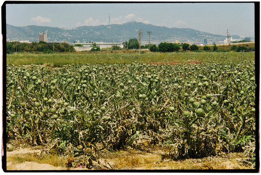 artichoke fields in El Prat de Llobregat, Spain, 35mm film
