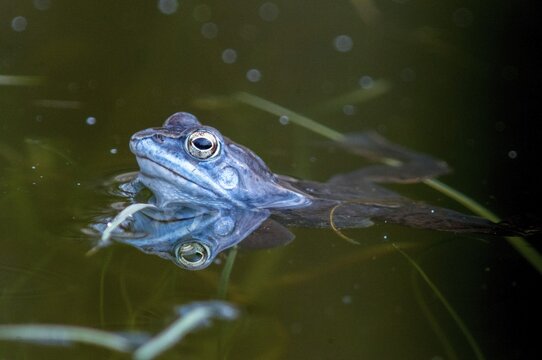 Moor frog, moor frog, rana arvalis, amphibians, amphibians, courtship behavior, courtship display, frog, frogs, amphibians, male