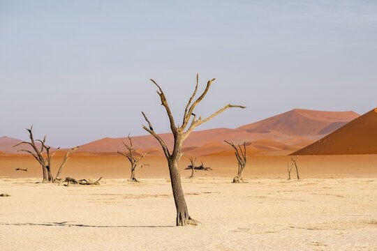 Red sand dunes and white salt pan with dead trees, Dead Vlei, Namib Desert, Namib Naukluft Park, Namibia