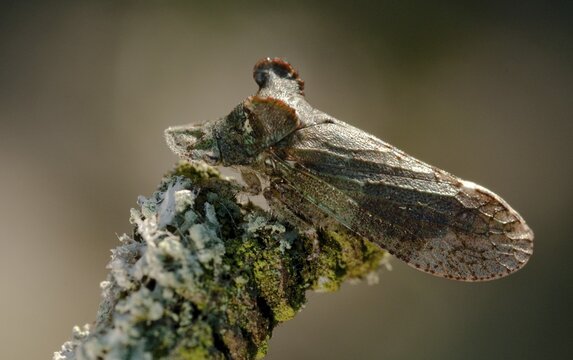 Auchenorrhyncha, cicadellidae, cicadomorpha, common ear cicada, hemiptera, horned leaf hopper, ledra aurita, ear cicada, ear chirp, round-headed cicada, beak kerf, dwarf cicadas, insects, cicadas
