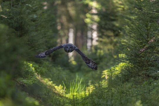 One great grey owl (Strix nebulosa) flying through a forest