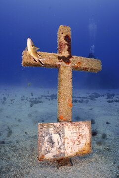 A cross erected on the seabed in memory of a diver who died in an accident, with a picture attached, accompanied by a fish and surrounded by sand. Dive site Cueva de las Morenas, Palm Mar, Tenerife, Canary Islands, Spain