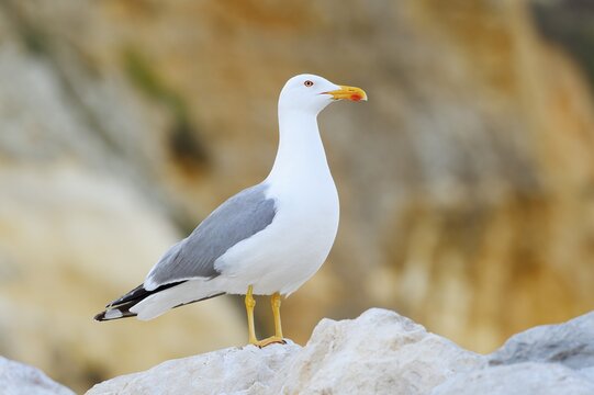 A Mediterranean gull (Larus michahellis) perched on a rock, Algarve, Portugal