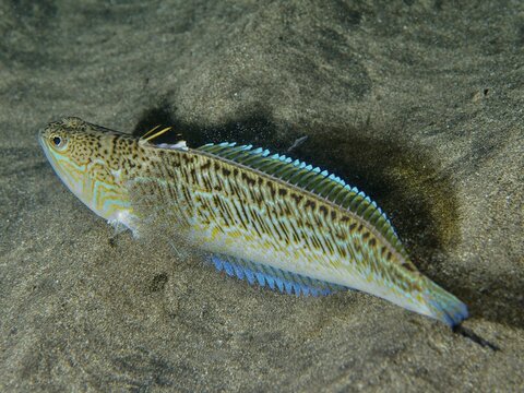 A fish with blue fins, a weever (Trachinus draco), a venomous creature, resting on a sandy seabed, dive site: El Cabron Marine Reserve, Arinaga, Gran Canaria, Spain, Europe, Atlantic Ocean