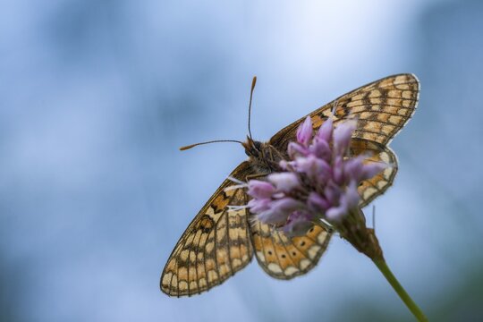 Bite check moth, bite tick moth, euphydryas aurinia, eurodryas aurinia, golden tick moth, green ribbon, marsh fritillary, melitaea aurinia, scabiotic tick moth, butterfly, insects, butterfly, butterflies, butterflies