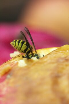 German wasp, real wasp, German wasp, hymenoptera, short-headed wasps, vespula germanica, on apple, on food, on fruit, apple, wrinkle wasps, high size, portrait format, insects, fruit, wasp, wasp