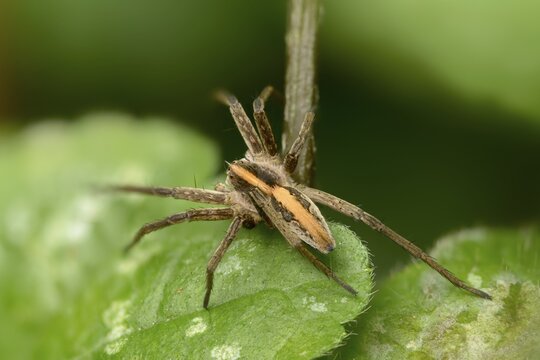 Araneomorphae, bridal gift spider, real web spiders, list spider, nursery web spider, pisaura mirabilis, hunting spiders, spiders