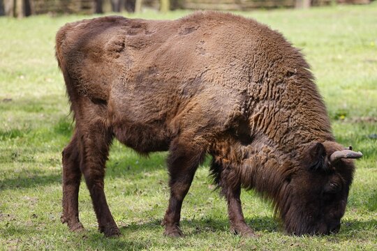 European bison (Bos bonasus) also captive, Germany