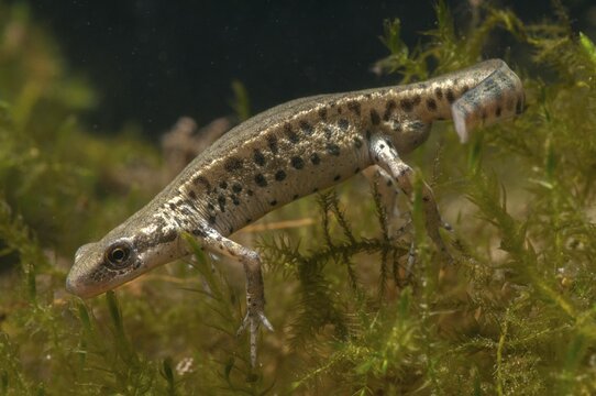 Italian newt, Italian water newt, Lissotriton italicus, Triturus italicus, amphibians, amphibians, caudata, amphibians, male, newt, tailed amphibians, water newts