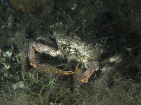 Small crab, Mediterranean spider crab (Maja crispata), covered in seaweed, almost invisible on the seabed, dive site: Hausriff, Stoja, Pula, Croatia, Mediterranean Sea