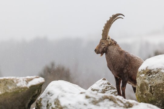 A male ibex (Capra ibex) stands on a rock in the snowstorm. A forest can be seen dimly in the background. Carinthia, Austria