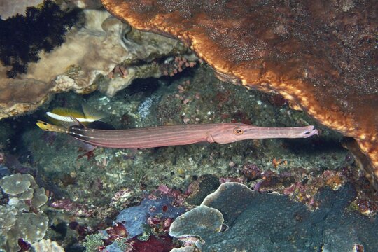 A long-bodied Chinese trumpetfish (Aulostomus chinensis) glides through the coral reef at the Toyapakeh dive site, Nusa Ceningan, Nusa Penida, Bali, Indonesia
