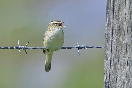 Reed warbler (Acrocephalus schoenobaenus) singing on a barbed wire fence, Wildlife, Lembruch, Ochsen Moor, D&uuml;mmer nature park Park, Lower Saxony, Germany