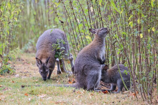 A family of red-necked wallaby (Macropus rufogriseus) sits on a cloudy day amidst tall, dense clumps of stinging nettles, eating the leaves. Eastern Australia, Tasmania, islands of Bass Strait