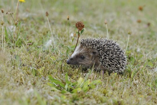European hedgehog (erinaceus europaeus), juvenile, in a meadow orchard, Wilnsdorf, North Rhine-Westphalia, Germany