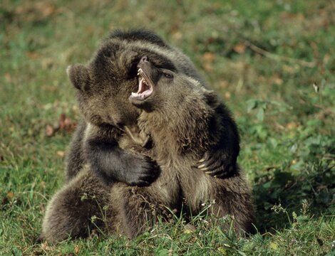 Brown bear, carnivora, predators, ursus arctos, bear, ffh, adolescent, juvenile, mammals, raptors, game, mammals