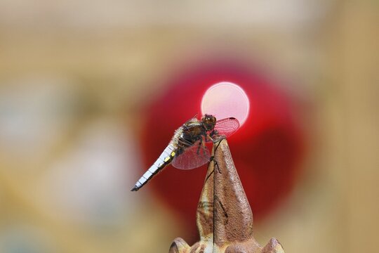 Flat-bellied dragonfly (Libellula depressa), male sitting on a fence top in the garden, sunset, close-up, Wilnsdorf, North Rhine-Westphalia, Germany