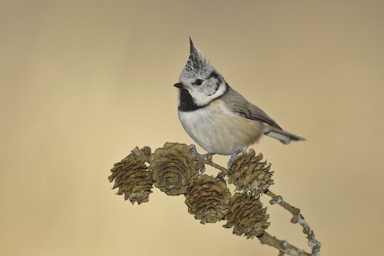 Crested Tit (Lophophanes cristatus), sitting on a branch with cones of a larch (Larix), North Rhine-Westphalia, Germany