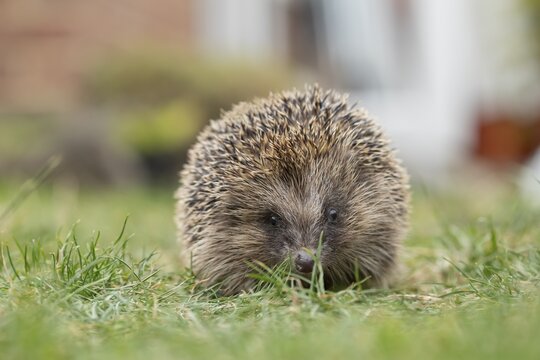European hedgehog (Erinaceus europaeus) adult animal on an urban garden grass lawn, England, United Kingdom