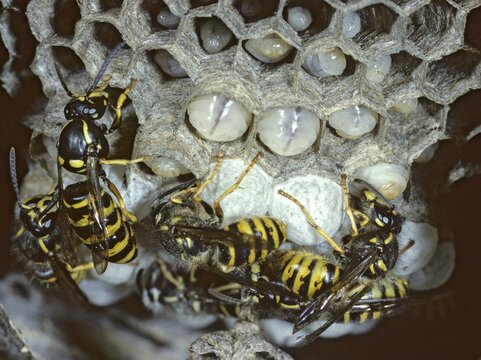 Dolichovespula saxonica, hymenoptera, Saxon wasp, Saxon wasp, vespidae, wrinkled wasps, insects, wasps
