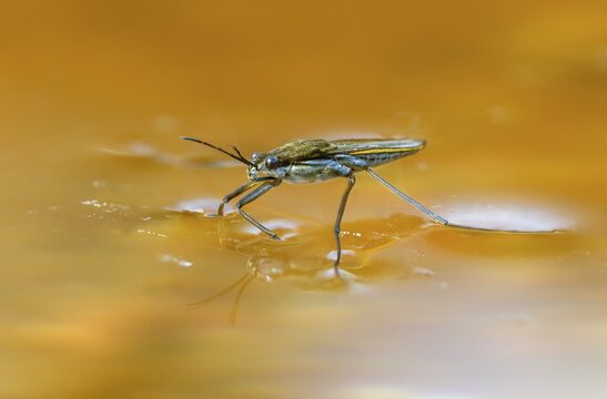 Aquarius najas, stream strider, gerris najas, heteroptera, river skater, black-backed strider, water strider, insects, bugs