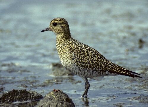 Black-bellied plover, grey plover, lappialis squatarola, birds, charadriiformes, adolescent dress, young animal, juvenile, limikolen, plower, plover, birds, waders, waders