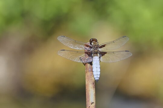Plattbauchlibelle (Libellula depressa), M&auml;nnchen sitzt auf einer Zaunspitz im Garten, Nahaufnahme, Wilnsdorf, Nordrhein-Westfalen, Deutschland