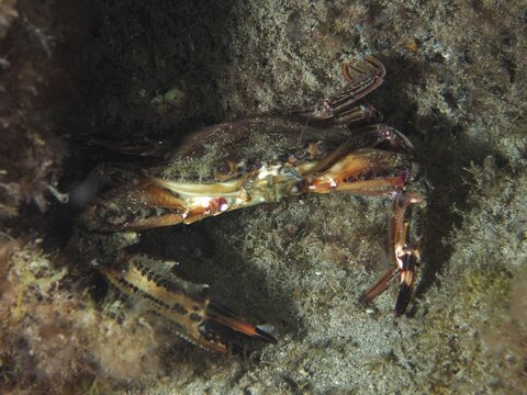 Red swimming crab (Cronius ruber) with claws on a sandy seabed amongst seaweed, dive site: El Cabron Marine Reserve, Arinaga, Gran Canaria, Spain, Europe, Atlantic Ocean
