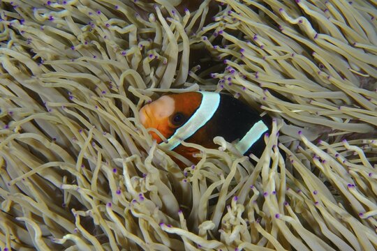 A Clark's anemonefish (Amphiprion clarkii) hides in the tentacles of a sea anemone in the sea, dive site SD, Nusa Ceningan, Nusa Penida, Bali, Indonesia