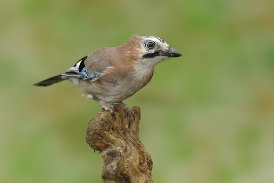 Eurasian jay (Garrulus glandarius), sitting on a tree root, North Rhine-Westphalia, Germany