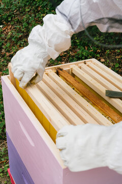 Apiculture