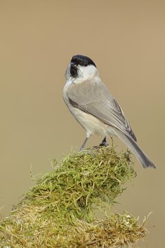 Marsh tit (Parus palustris) on a branch overgrown with moss, Siegerland, North Rhine-Westphalia, Germany