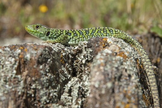 Ocellated lizard, pearl lizard, Timon lepidus, critters, lizards, extremadura, adolescent, jewelled lizard, juvenile, reptiles, lizards, reptilia, reptiles, Spain