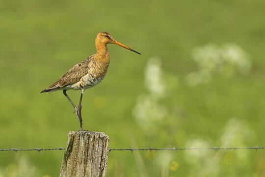 Black-tailed Godwit (limosa limosa), on perch, wet meadow, Ochsenmoor, Lake D&uuml;mmer, Lembruch, Lower Saxony, Germany