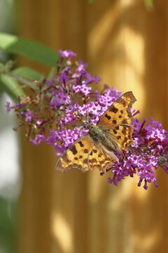 Comma (Polygonia c-album), on butterfly bush or butterfly-bush (Buddleja davidii), North Rhine-Westphalia, Germany