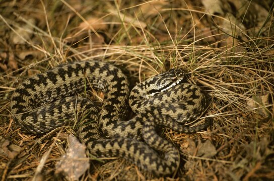 European adder, European viper, venomous snake, vipera berus, critters, poisonous reptilia, reptilia, snakes, snakes
