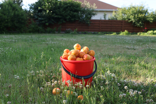 harvested apricots
