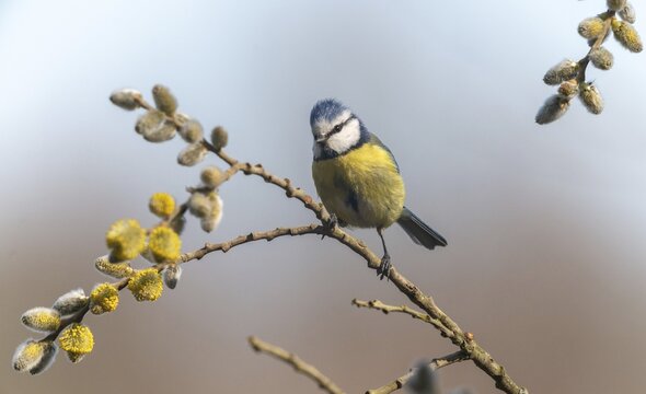 Blue tit, parus caeruleus, birds, spring, tits, passeri, songbirds, songbirds, jump, tits, birds