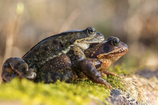 Amplexus, common frog, Rana temporaria, amphibians, amphibians, frog, frog, frogs, spring, clasp grip, amphibians, mating, jumping